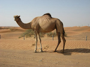 ドバイの砂漠にたたずむラクダ